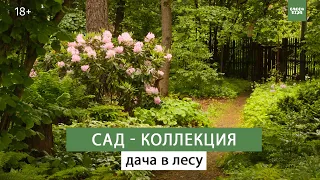 Красивый сад своими руками  Необычные растения