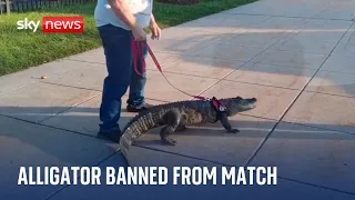 'Emotional support' alligator denied entry to baseball match