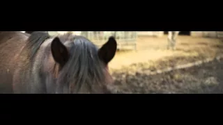 French Alps: Horses