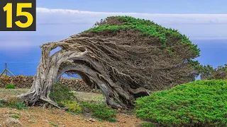 15 STRANGE Trees you Didn't Know Existed