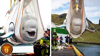 Belugas zeigen nach 10 Jahren Gefangenschaft bei ihrer Freilassung unglaubliche Emotionen