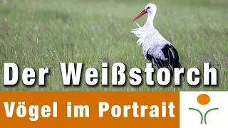 Vögel im Portrait 06 - Der Weißstorch