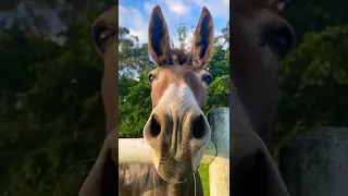 Meisie - the jumping donkey