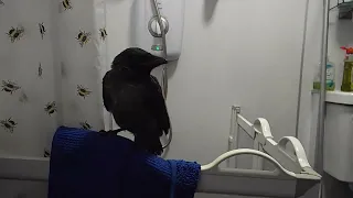 baby crow transformation snacktime episode 8