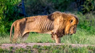 This Is Why Male Lions End Their Lives So Badly !!!