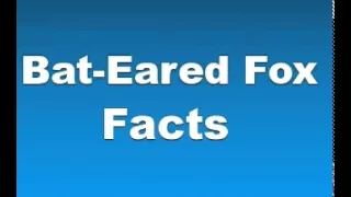 Bat-Eared Fox Facts - Facts About Bat-Eared Foxes