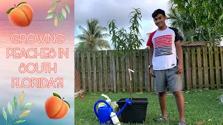 GROWING PEACHES IN SOUTH FLORIDA?!🍑🌿S:1,Ep.33//Ultimate Gardening