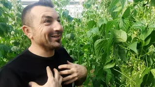 come coltivare i fagiolini | L'Orto di Rosolino