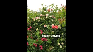 весенняя обрезка розы пьер де ронсар (эден розе), питомник роз полины козловой, rozarium.biz