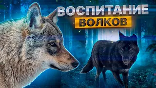 Воспитание Волков