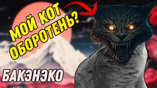 ТВОЙ КОТ - ОБОРОТЕНЬ? 5 Признаков, На Которые Стоит Обратить Внимание. БАКЭНЭКО. Японская Мифология