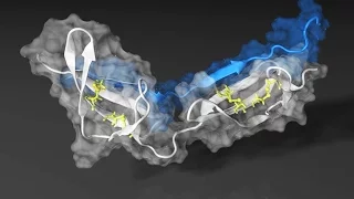 Animation of a molecular dynamics simulation