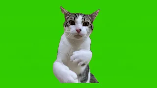 kung fu cat fighting green screen