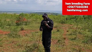 know good pasture for goats when clearing your farms by hamiisi semanda +256773343283