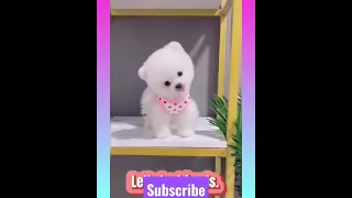 Tik Tok Chó Phõc Sóc Mini 😍 Funny and Cute Pomeranian #220