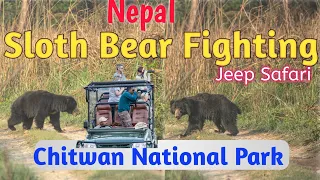Sloth Bear Fight!Bear | Jeep Safari | Wildlife Of Nepal | Chitwan National Park | Wild Animal