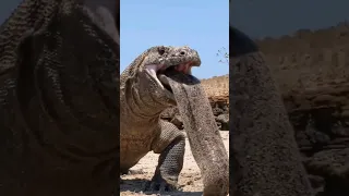 😱😱😱Komodo dragon swallow giant sea eel