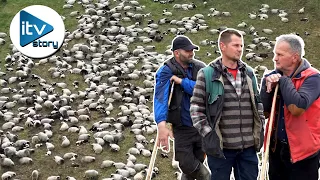 Imaju 1500 ovaca, kažu da nema ništa slađe nego tuđe!