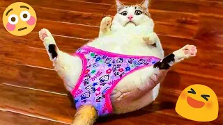 Funniest Cats 2024 😻 Funny Cat Videos 😂 CATS will make you LAUGH😁🥰 #20