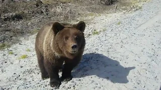 Медведь просит кушать