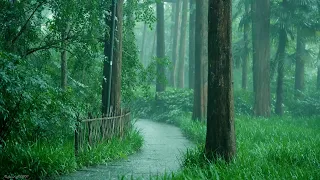 Rain in the forest path（3）, sleep, relax, meditate, study, work, ASMR