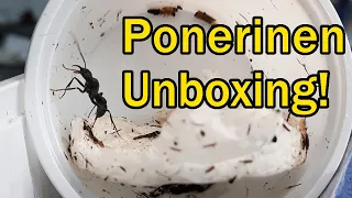 Einstieg in die Ponerinen Haltung || Unboxing und Umsetzen  Neoponera apicalis in ihr Gründungssetup