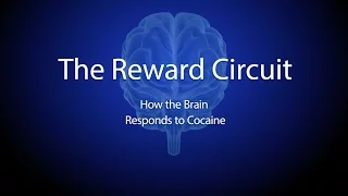 The Reward Circuit: How the Brain Responds to Cocaine
