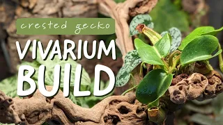 Easy vivarium build | set up a bioactive terrarium for my crested gecko with me