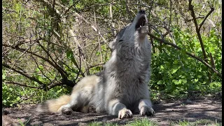 Gray Wolf Howls A Spring Song