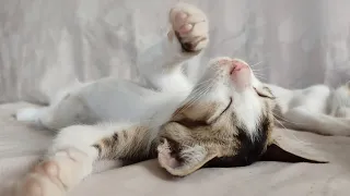 Funny cute Cats Sleeping in Weird Positions Compilation || Nitin Nutun