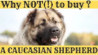 Why you SHOULD NOT (!) BUY a Caucasian Shepherd Dog - if You are a novice dog owner!