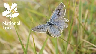 Large blue butterfly returns to Rodborough Common after 150 years