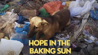 Rescue Dog Gazes with Anticipation as Sound Closes In