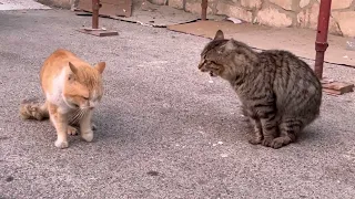 Gatti che litigano… con un vaffanculo barese finale!