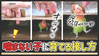 【噛み癖】指を食いちぎるコザクラインコ