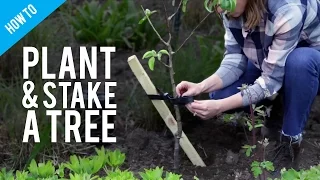 How to plant and stake a tree