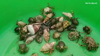 menemukan kelomang tanpa cangkang 😱, mencari dan menemukan kelomang kecil, Umang-Umang, hermit crab