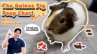 Understanding Your Guinea Pig's Poop: A Comprehensive Guide😎(Part 2) | GuineaDad School