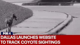 City of Dallas unveils new mapping tool to help track coyote sightings