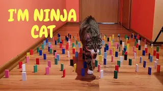 Obstacle Challenge - Cats and Dog| Three Petsonalities