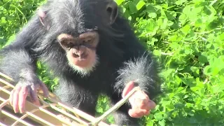 カランの冒険 ②  baby kalan's explorer  Chimp