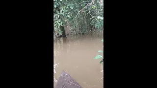 pescaria de espinhel na ilha da gaivota rio Machado (Porto Velho Rondônia)