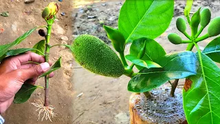 How To Grow  Jackfruit With Aloe Vera In Banana Tree