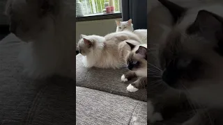 Ragdoll cats Suki Mochi and Zzinzy just chilling on the sofa