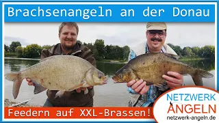 Brachsenangeln an der Donau: Feedern auf XXL-Brassen!