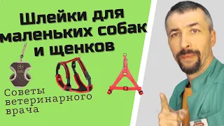 Шлейки для собак мелких пород