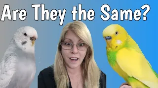 Have You Ever Wondered if You Have a Budgie  or Parakeet?