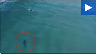 Drone Vision Shows Large Shark Approach Surfer At Maroubra Beach