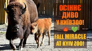 Осіннє диво у Київзоо! / Fall miracle at Kyiv Zoo!