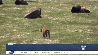 Yellowstone bison calf euthanized after a man tried to help it